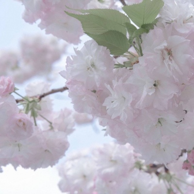 钦北福瑞交流群